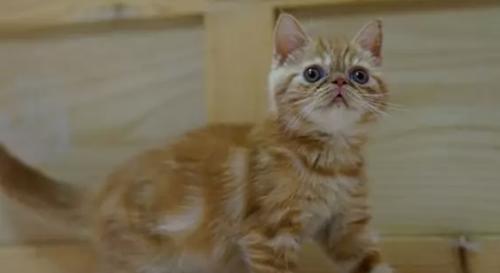世界上十大最好看的猫品种