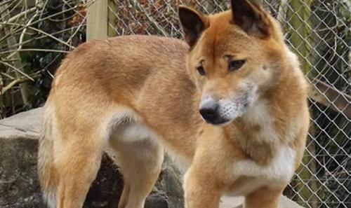 世界上10大最珍贵的狗品种