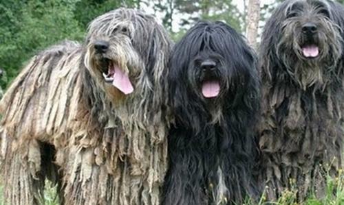 世界上10大最珍贵的狗品种