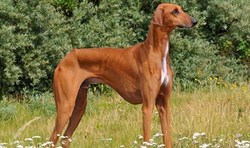 世界上10大最珍贵的狗品种