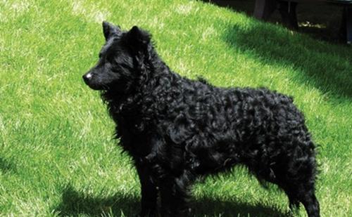 世界上10大最珍贵的狗品种