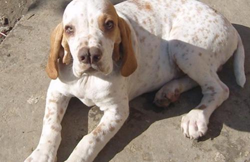 世界上10大最珍贵的狗品种