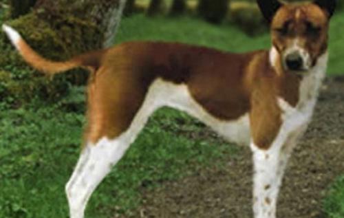 世界上10大最珍贵的狗品种