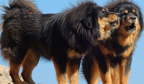 世界上10大最珍贵的狗品种