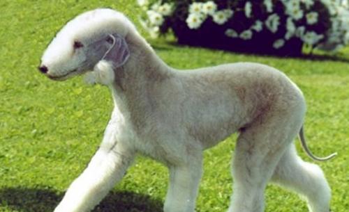 世界上10大最珍贵的狗品种