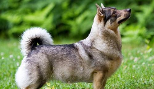 世界上10大最珍贵的狗品种