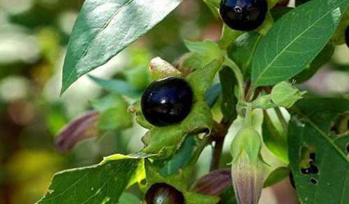 世界上最毒的10种植物