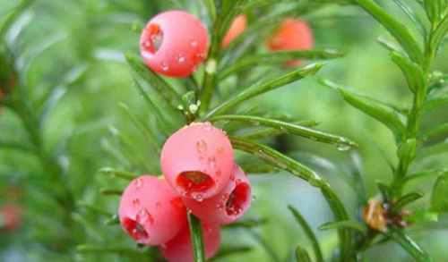 世界上最毒的10种植物