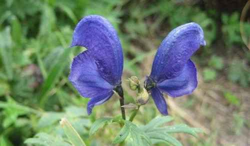 世界上最毒的10种植物