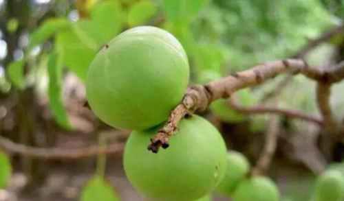 世界上最毒的10种植物