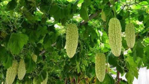 小暑是入伏第一天吗