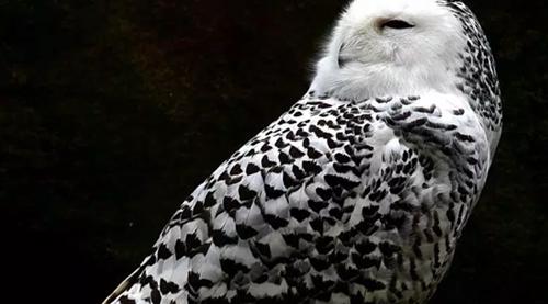 世界上最美丽的10种白鸟