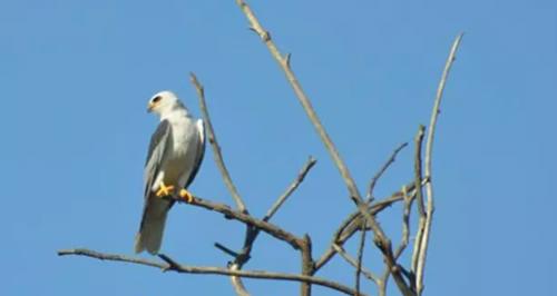 世界上最美丽的10种白鸟