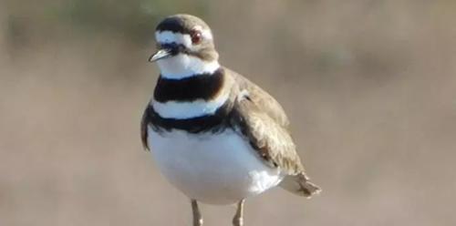 世界上最美丽的10种白鸟