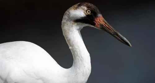 世界上最美丽的10种白鸟