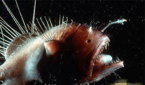 世界十大最恐怖恶魔鱼