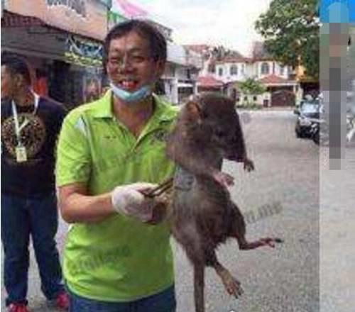 世界上最大的老鼠有多大