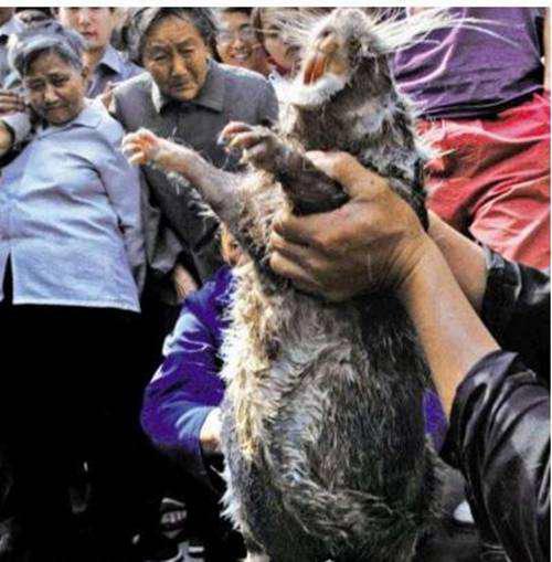 世界上最大的老鼠有多大