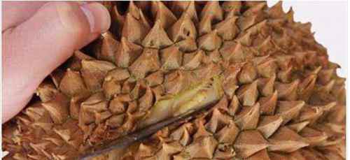 如何打开榴莲?超级简单方便的方法