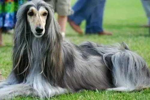 犬类知识科普丨优秀的伴侣犬 阿富汗犬