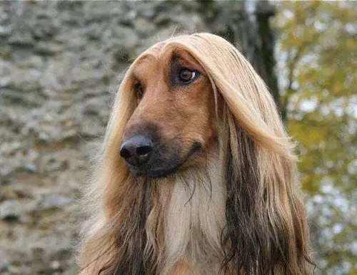 犬类知识科普丨优秀的伴侣犬 阿富汗犬