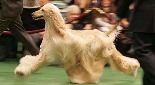 犬类知识科普丨优秀的伴侣犬 阿富汗犬