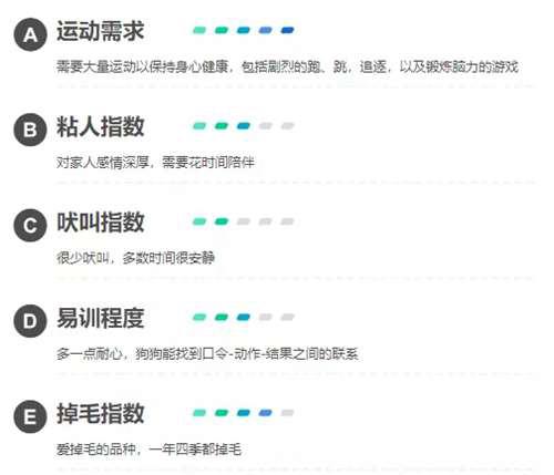 犬类知识科普丨优秀的伴侣犬 阿富汗犬