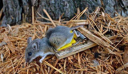 黑死病是什么病