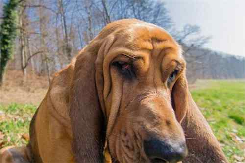 十大嗅觉猎犬排名