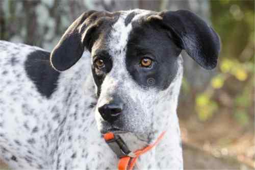 十大嗅觉猎犬排名