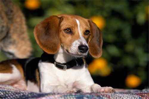 十大嗅觉猎犬排名