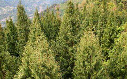 中国十大珍稀植物植物界的“活化石”