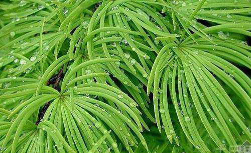 中国十大珍稀植物植物界的“活化石”