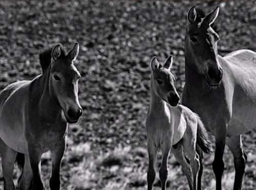 100年来以灭绝的物种