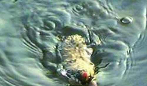 图说世界十大水怪