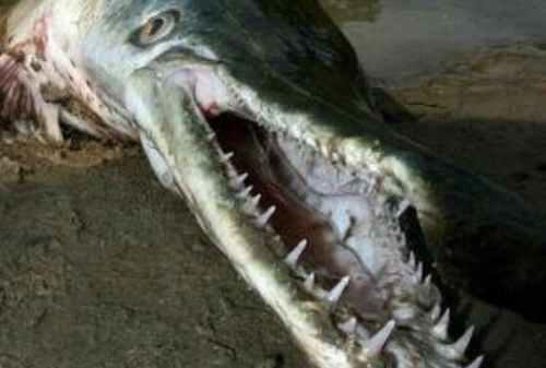 图说世界十大水怪