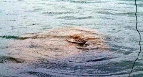 图说世界十大水怪