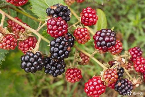 每日一香 迪奥真我DiorJadore1999