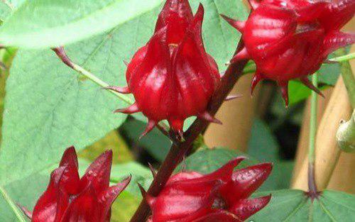 世界上最稀有的十种水果