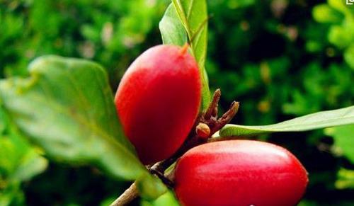 世界上最稀有的十种水果