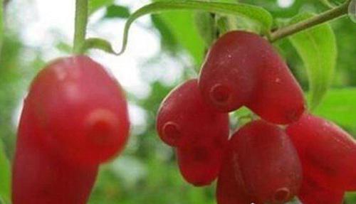 世界上最稀有的十种水果