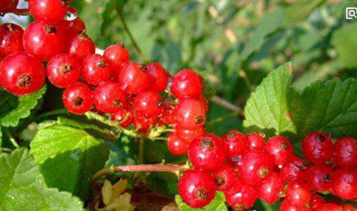 世界上最稀有的十种水果