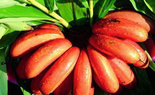 世界上最稀有的十种水果