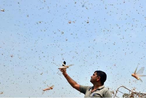 印度遭受30年来最严重蝗灾 今年蝗灾已出现3次 为何如此频繁