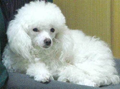 狗狗科普 贵妇犬