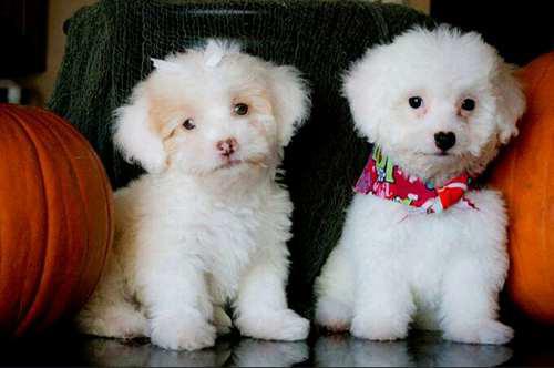 狗狗科普 贵妇犬