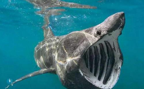 世界上最罕见的鲨鱼