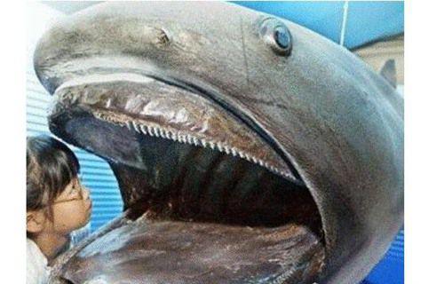 世界上最罕见的鲨鱼