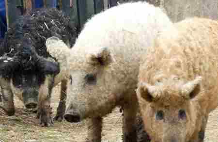 十大杂交动物自然配种令人惊叹