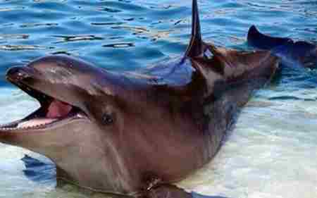 十大杂交动物自然配种令人惊叹